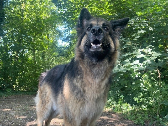 Blue the well behaved dog.jpg